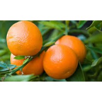 Mandarins (each)